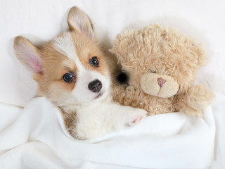 Little Welsh Corgi Pembroke puppy with his toy Teddy bear