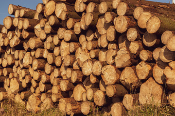 A pile of sawed large logs in bright sunlight.