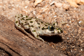 pelodytes ibericus au repos