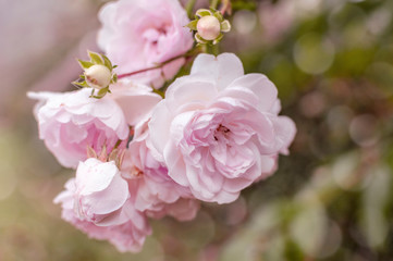 Close-up of a beautiful pale pink english roses. Symbol of love and romance.
