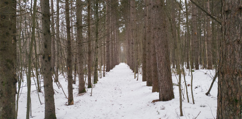 Fototapeta premium Trees path line