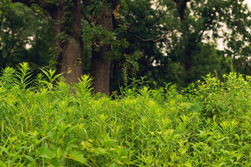 trees in the forest on the edge of a meadow