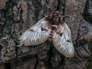 Amazon Rainforest Insect