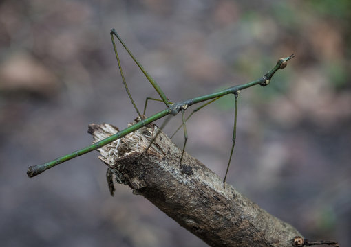 Amazon Rainforest Insect