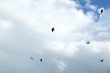 Looking up at a group of six black crows flying and circling in the afternoon sky silhouetted against clouds, also known as a murder of crows.