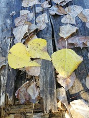 autumn leaves on wooden background