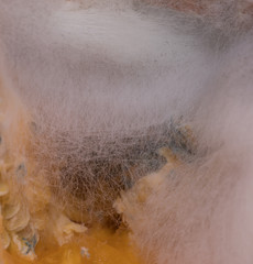 Fototapeta premium mold web, abstract background, rotten fruit
