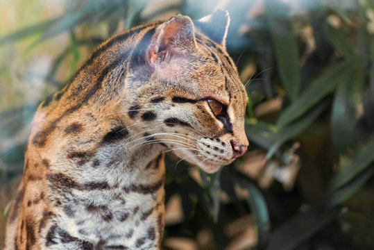 Margay, Leopardus wiedii nicarague is a small wild cat native in primary evergreen and deciduous forest of Central and South America. A margay baby
