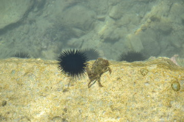 Battle of the crab and sea urchin