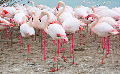 Group of pink flamingos next to a lake