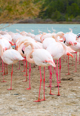 pink flamingos next to a lake