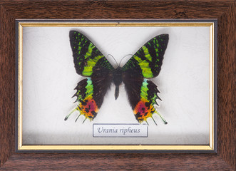 tropical exotic butterfly in a frame