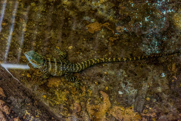 Water Dragon Lizard