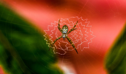 St Andrews Cross Spider - Argiope aetherea (Juvenile)