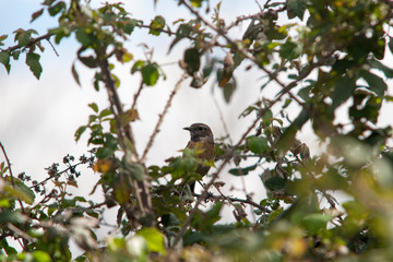 oiseau tarier patre saxicola rubicola