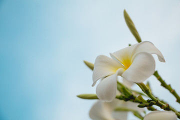Fototapeta na wymiar White Frangipani or Plumeria flowers with copy space on sky background.