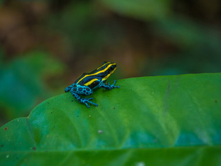 Amazon Rainforest Poison Dart Frog
