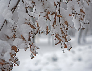 branch of tree in winter