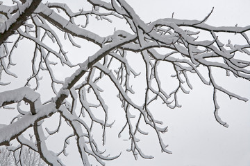 branches of tree in the snow