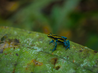 Amazon Rainforest Poison Dart Frog