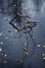 Reflection of a curved stick in the blue ice surface