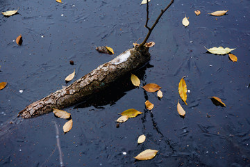 Reflection of a curved stick in the blue ice surface