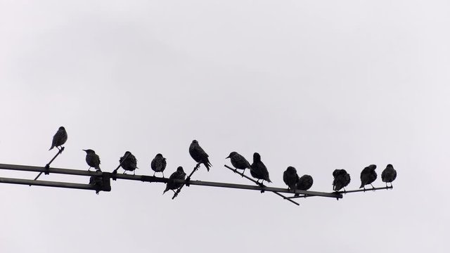 birds on old tv antenne 