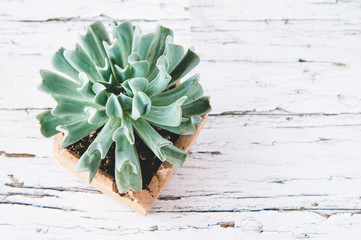 cute little succulent plant