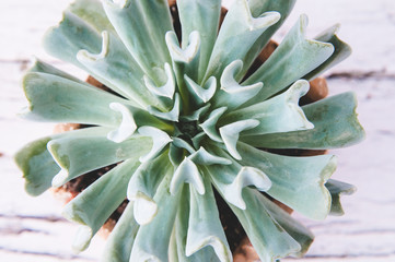 cute little succulent plant