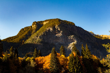 Fototapeta premium autumn yellow forest in the big mountains