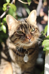 Chat sur rebord de fenêtre