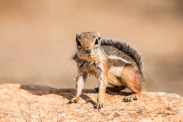 Naklejka na ściany i meble Ground Squirrel