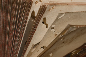 Détail dégât sur vieux livre trou de vers old book insect