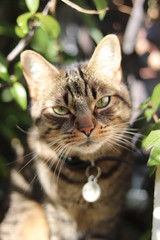 Chat sur rebord de fenêtre