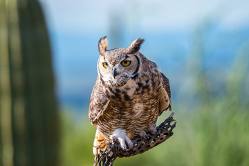 great horned owl
