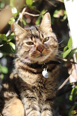 Chat sur rebord de fenêtre