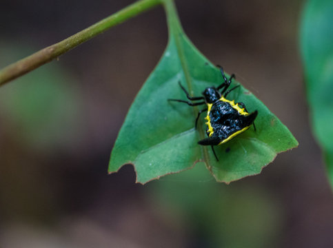 Amazon Rainforest Insect