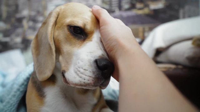 Owner hand stroking dog. Closeup of happy dog licking. Owner love pet. Puppy licking. Human and animal friendship concept