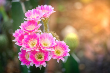Obraz premium The beauty in nature of cactus pink lobivia flower bouquet in full bloom in springtime. Close-up shot