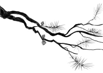 A branch of the Chinese pine and cones.  Watercolor and ink illustration of a fir tree in style sumi-e, u-sin. Oriental traditional painting.