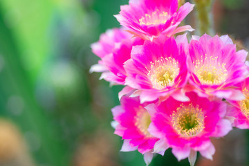 The beauty in nature of cactus pink lobivia flower bouquet in full bloom in springtime. Close-up shot