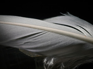 Indoor close-up photography of a bird feather.