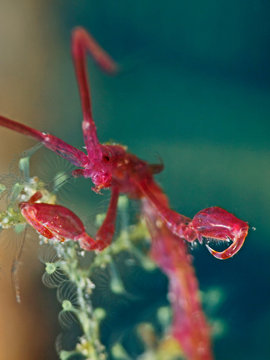 Underwater close-up photography of a skeleton shrimp.