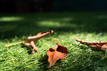Dry, brown chestnut leaves lie on the grass