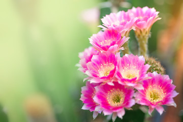 Obraz premium The beauty in nature of cactus pink lobivia flower bouquet in full bloom in springtime. Close-up shot