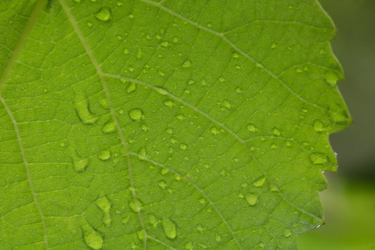 Textura Folha VIdeira