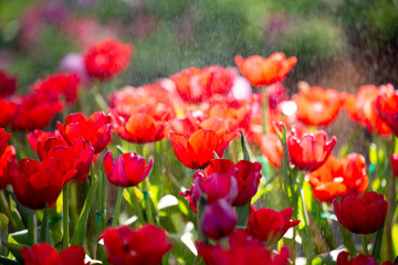 Tulips with raindrops.