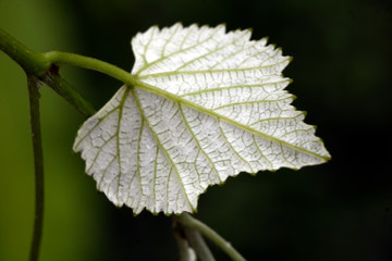 Folha videira 