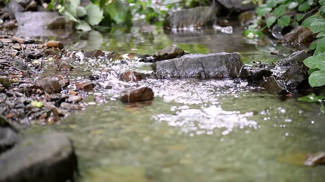 Little mountain stream in the forest. Green filbert thickets on the banks. 