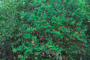 Flowering rowan tree background